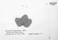 Phragmidium fragariae image